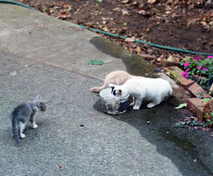 Kittens on the Patio